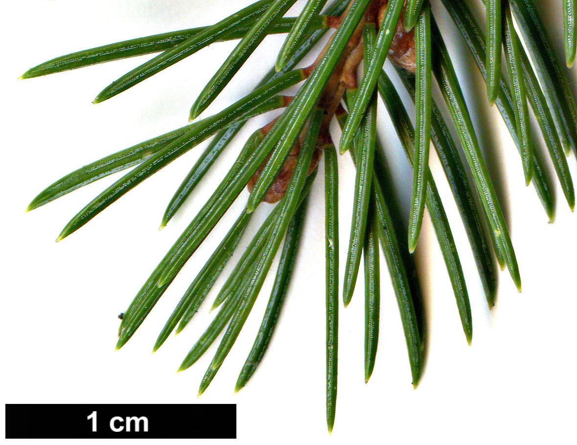 High resolution image: Family: Pinaceae - Genus: Picea - Taxon: alcoquiana - SpeciesSub: var. acicularis